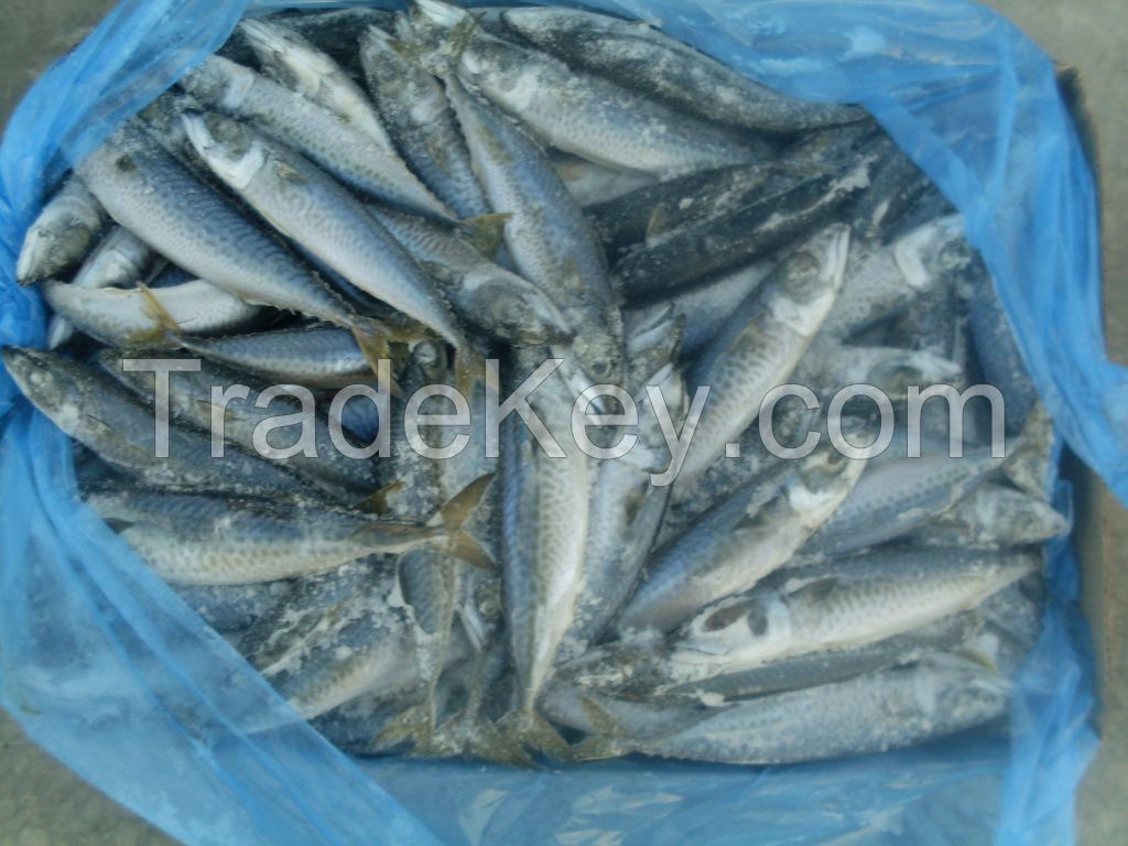 Frozen Mackerel Whole Round