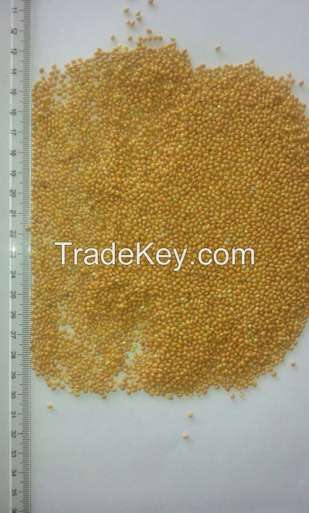 Yellow millet