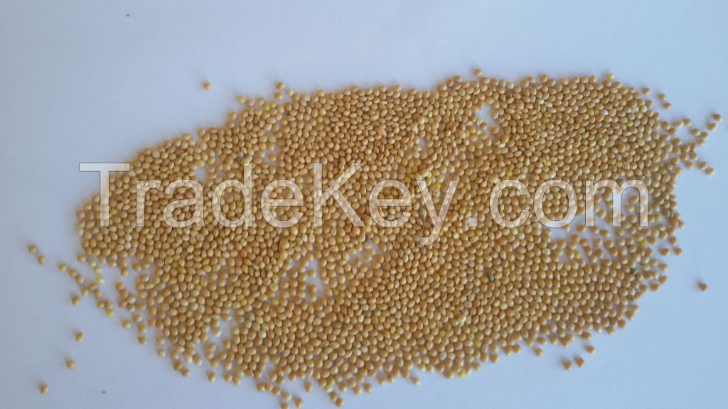 Yellow millet