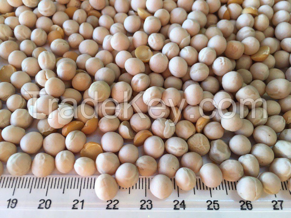 Whole Yellow Peas