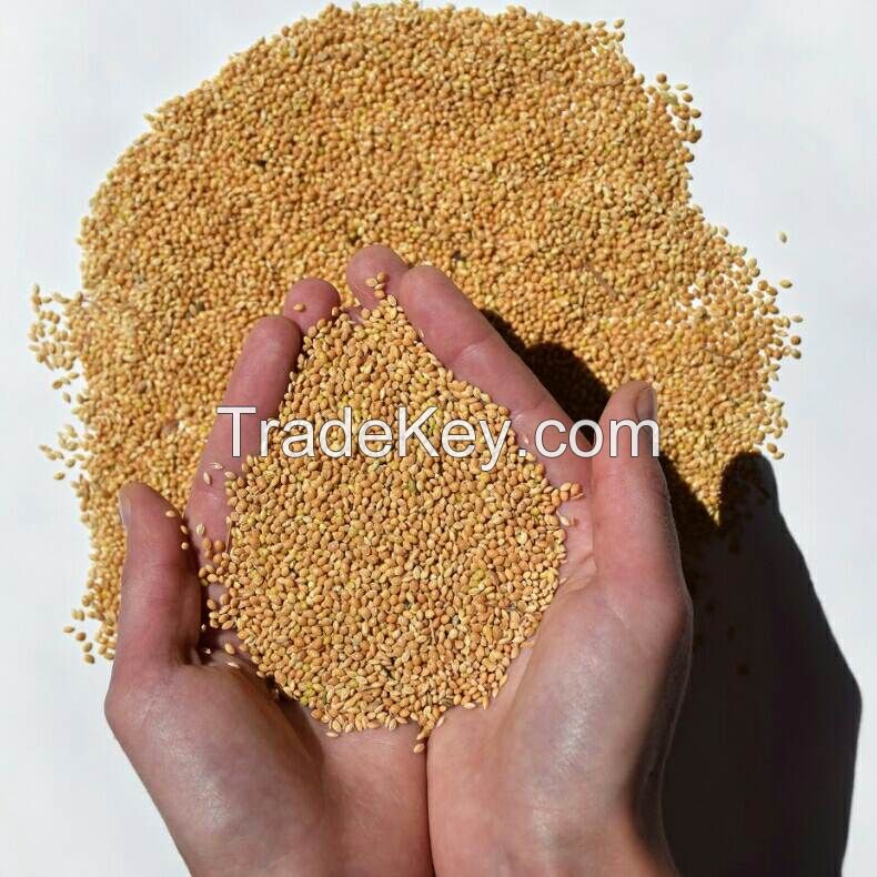 Yellow  Millet 