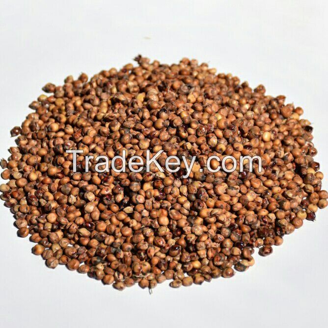 Red Sorghum