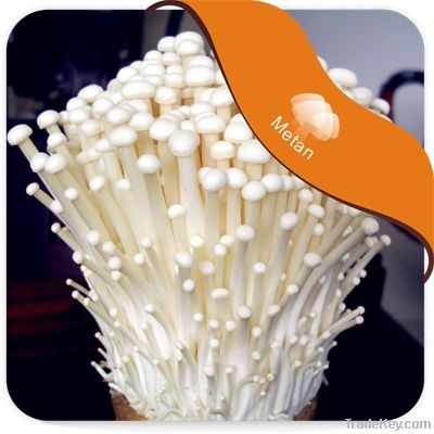 Enoki mushroom