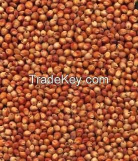 SORGHUM