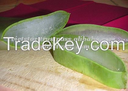 Vietnam Fresh Aloe Vera Fruit/Juice