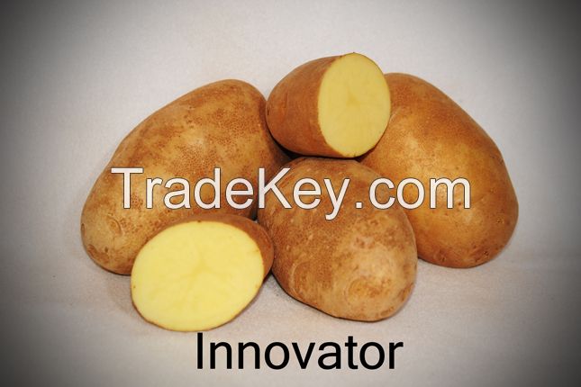 Super Quality Innovator Potatoes For Export