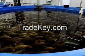 aquaculture