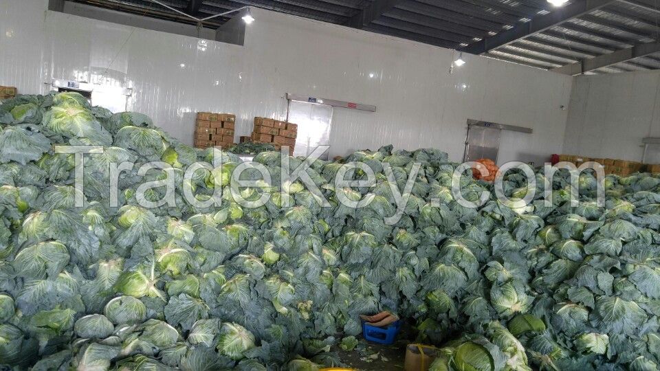 VIETNAM FRESH CABBAGES - +84981482499