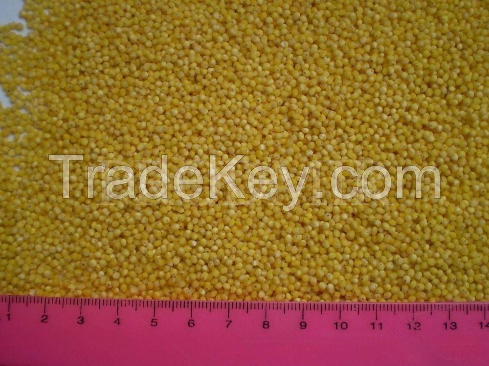 Yellow hulled millet 