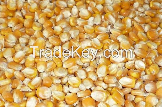 Yellow Corn