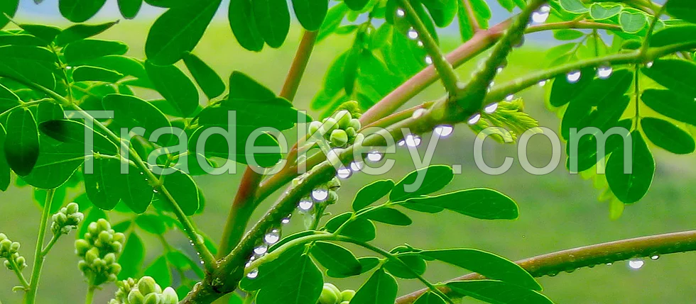 MORINGA