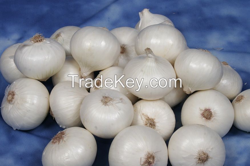 Fresh Yellow Onions / Red Onions / White Onions Available