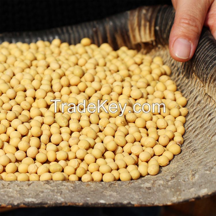 Non-GMO dry soybean cheap soybeans for sale