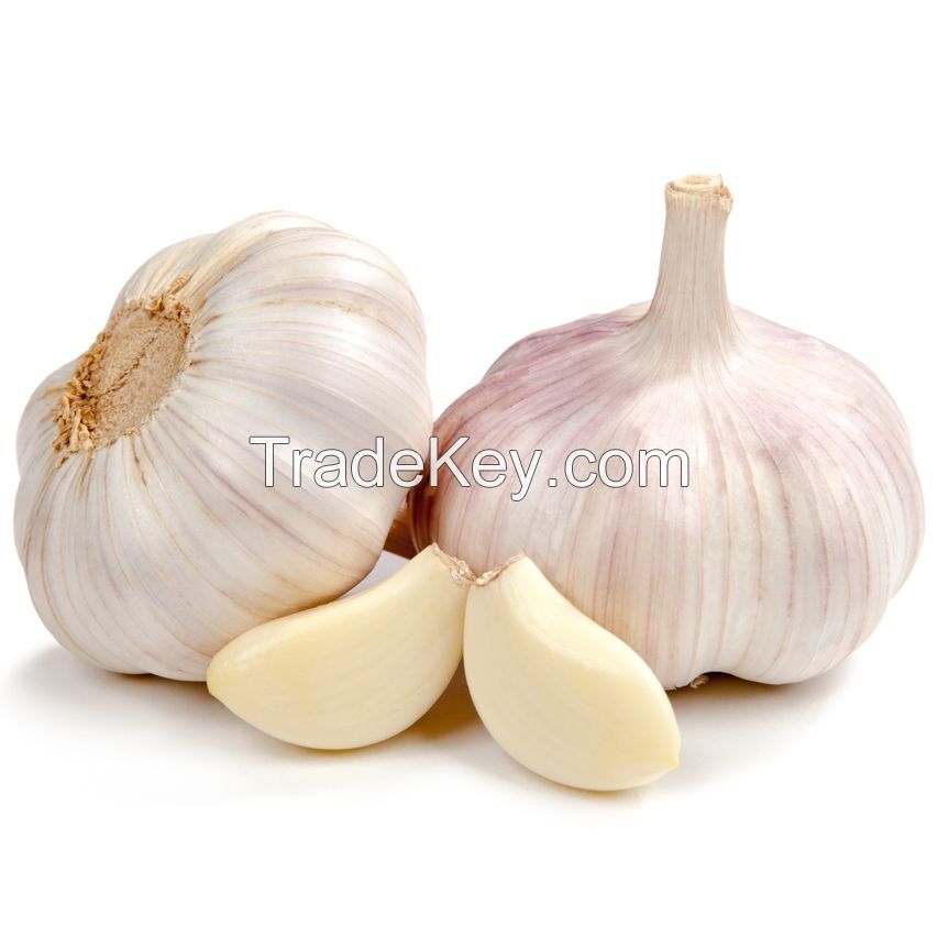 Fresh Garlic