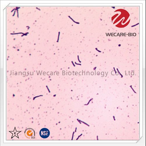 Bacillus Coagulans OEM Probiotics