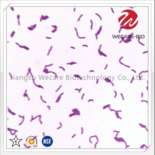 Lactobacillus Paracasei Probiotics