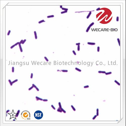 Lactobacillus Acidophilus