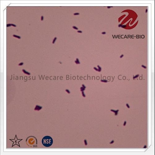 Bifidobacterium Lactis Probiotics