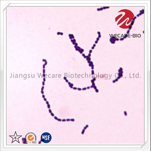 Streptococcus Thermophilus Probiotics