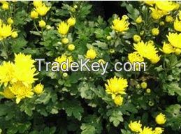 Fresh Cut flower Chrysanthemum