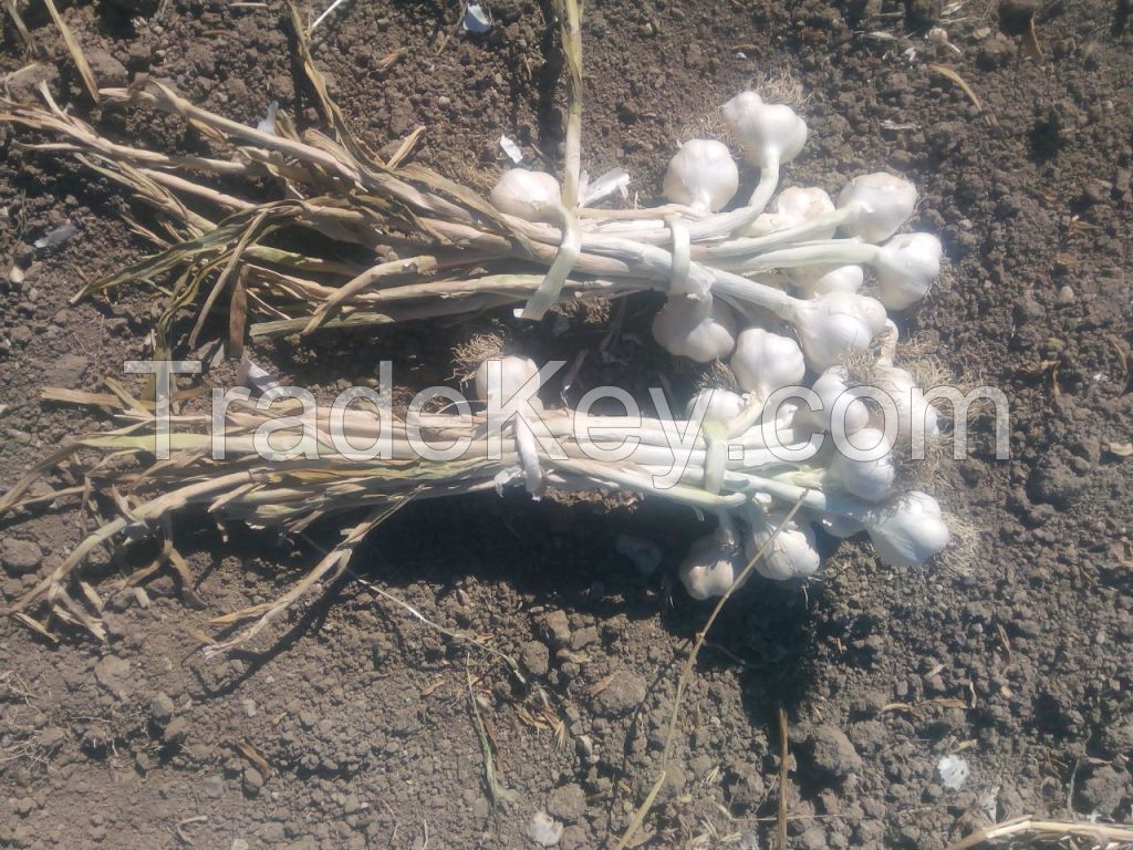 2016 Organic Kastamonu Taskopru Garlic