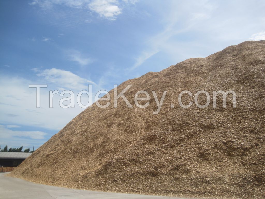 Acacia wood chips