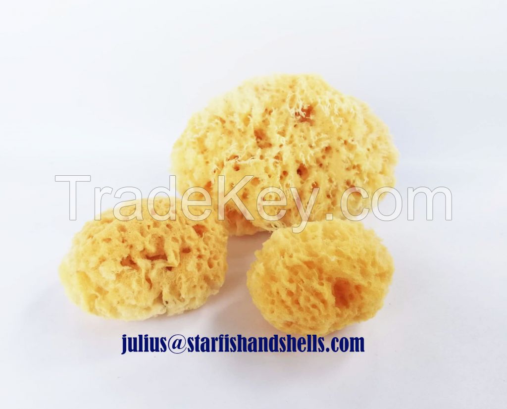 Natural Sea Sponge