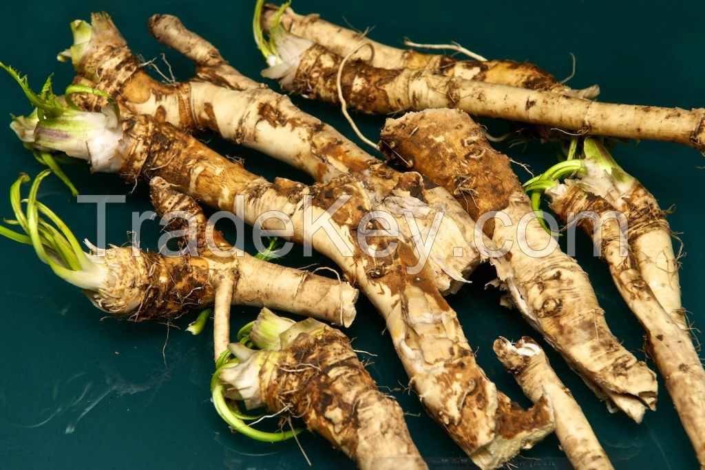 horseradish