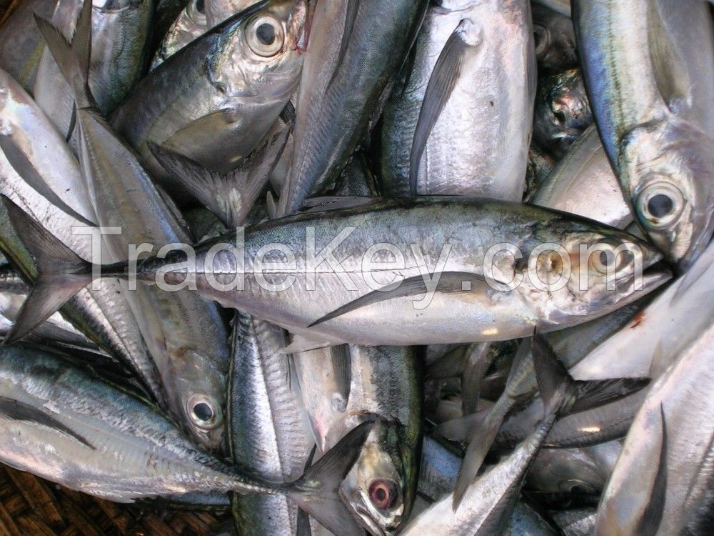 Atlantic Horse Mackerel Fish ,North Sea Herring Fish ,Silversmelt Fish