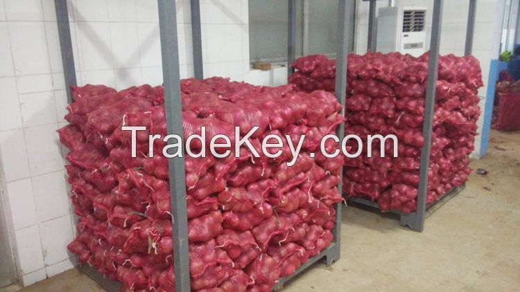 2016 new fresh  red onion at cheap price