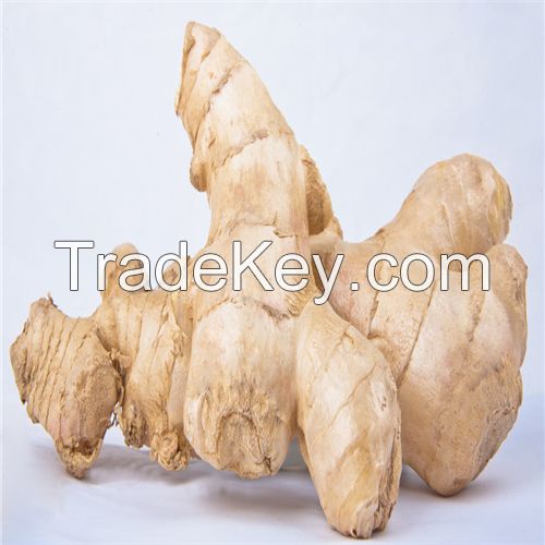 Hot Sell Ginger