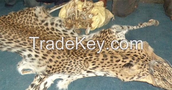  leopard hides and bones for sale in Kenya.