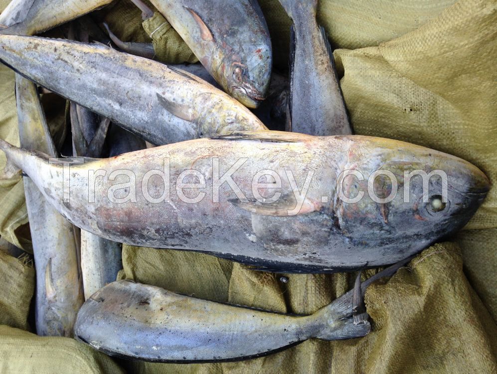 Sea Frozen Mahi Mahi Whole Round | Whole Round IQF Mackerel Fish