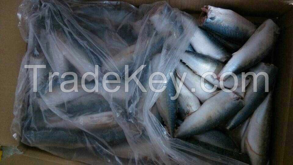 Sea Frozen Pacific Mackerel HGT | HGT Mackerel | HGT Fishes