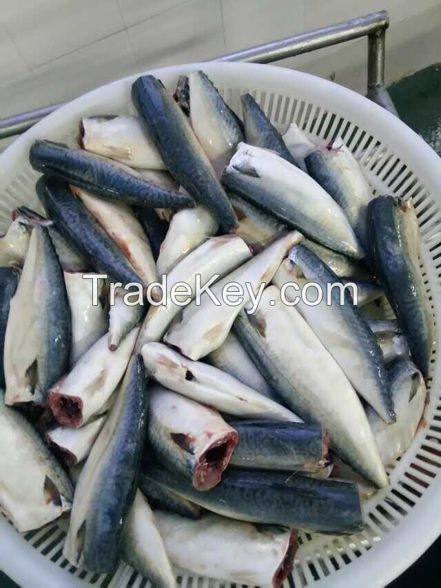 Sea Frozen Pacific Mackerel HGT | HGT Mackerel | HGT Fishes