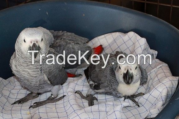 African Greys , Blue Hyacinth Maccaws and Fertile Parrot Eggs now in Stuck For Sale  whatsapp+237670010232