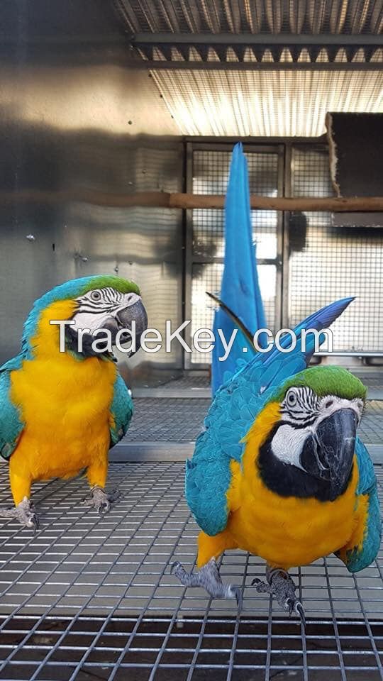 Ara ararauna Blue and Gold Macaws Parrots