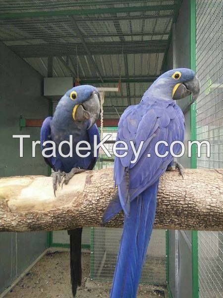 Hyacinth Macaws 