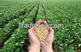 Soybeans