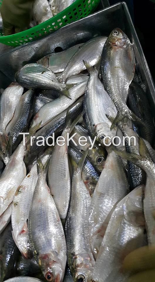 frozen sardines fish whole round