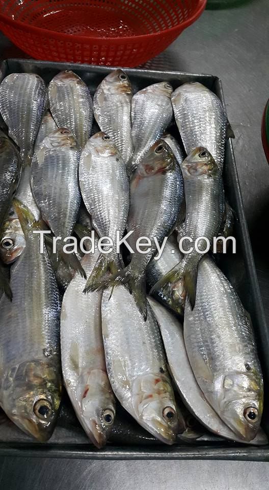 frozen sardines fish whole round