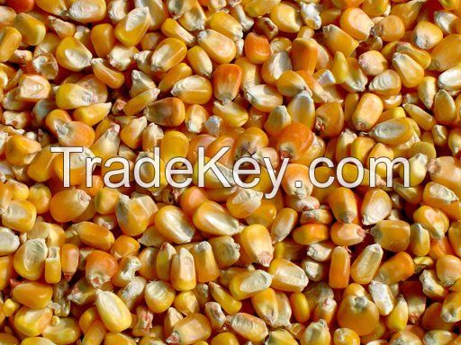 Sell - Yellow corn