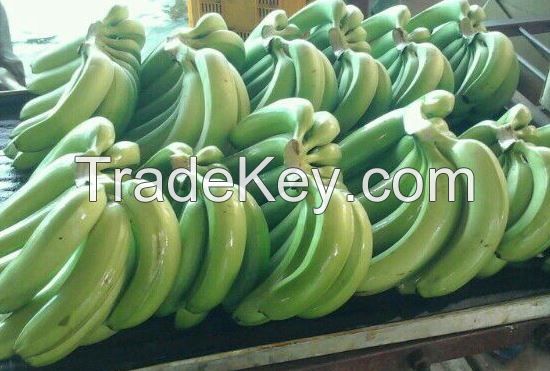 Fresh G9 Cavendish Banana