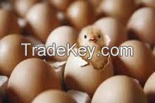 Broiler hatching eggs Cobb 500 and Ross 308 and Chicken table eggs