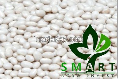 Smart Agro Invest LLC : Kidney Beans &quot;Mavka&quot; from Ukraine