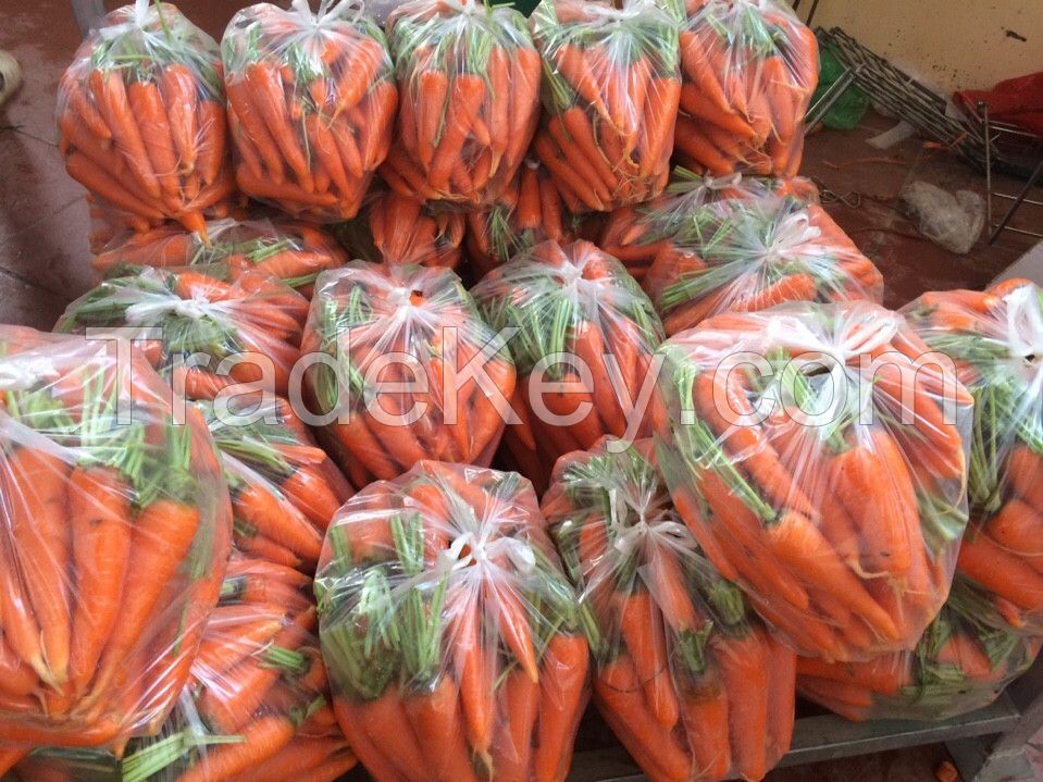 Fresh Carrot