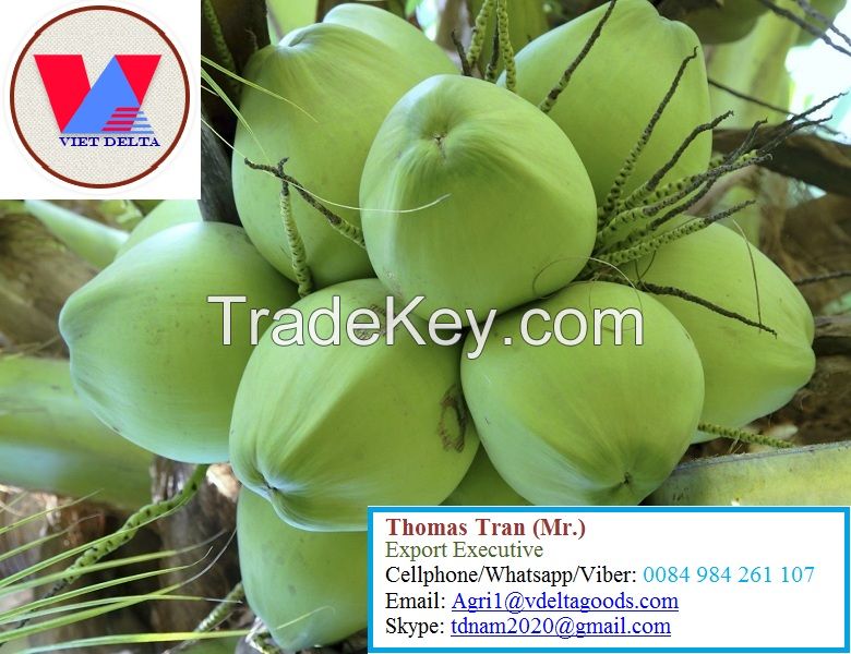 FRESH YOUNG COCONUT - HIGH QUALITY FROM VIETNAM- +84-984261107