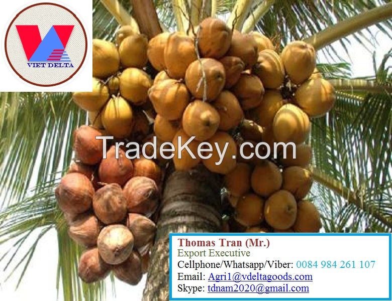 FRESH YOUNG COCONUT - HIGH QUALITY FROM VIETNAM- +84-984261107