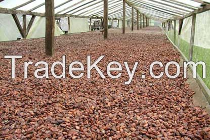 cocoa beans 