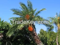 Palm Kernel 